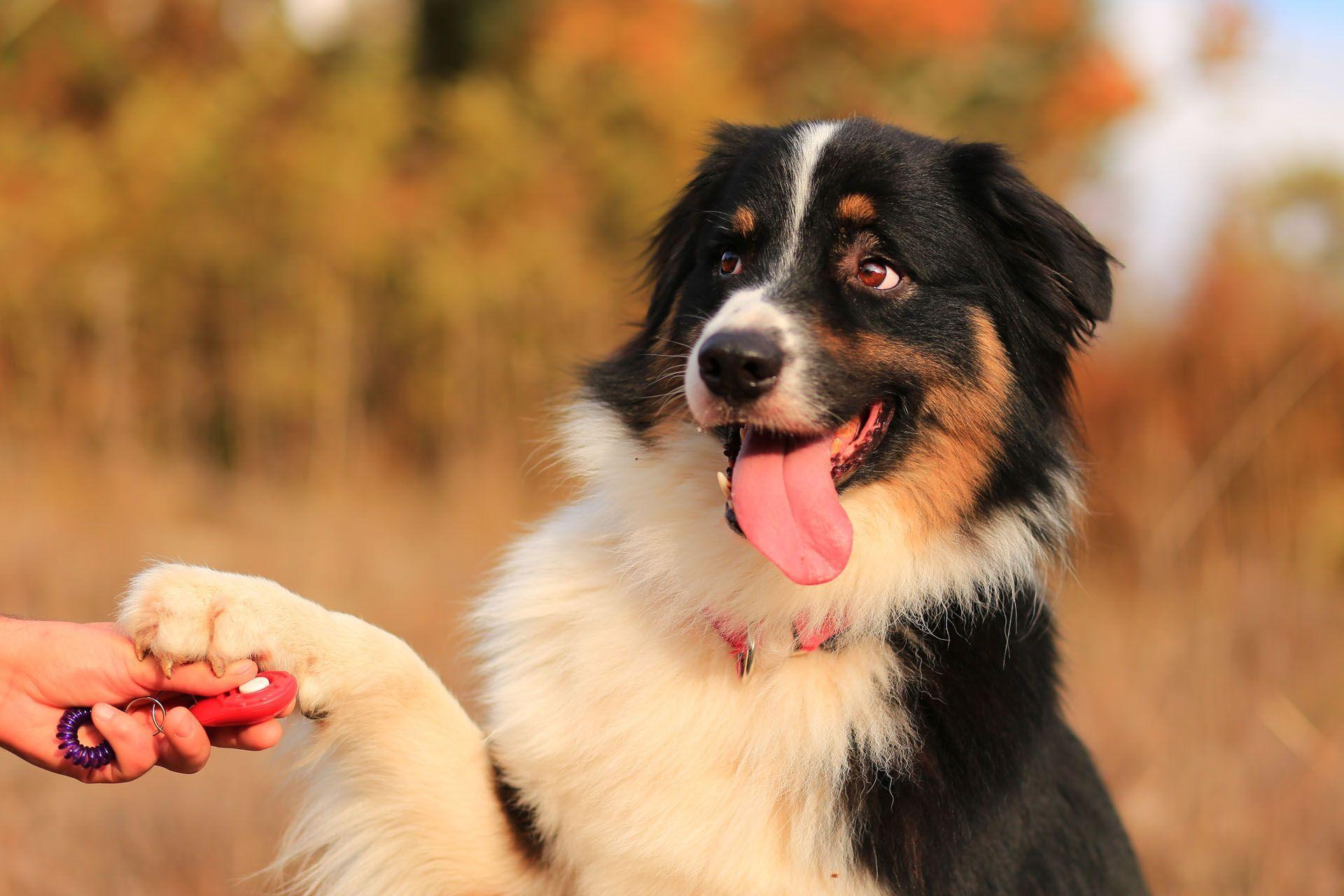 Un éducateur canin qui entraine un chien