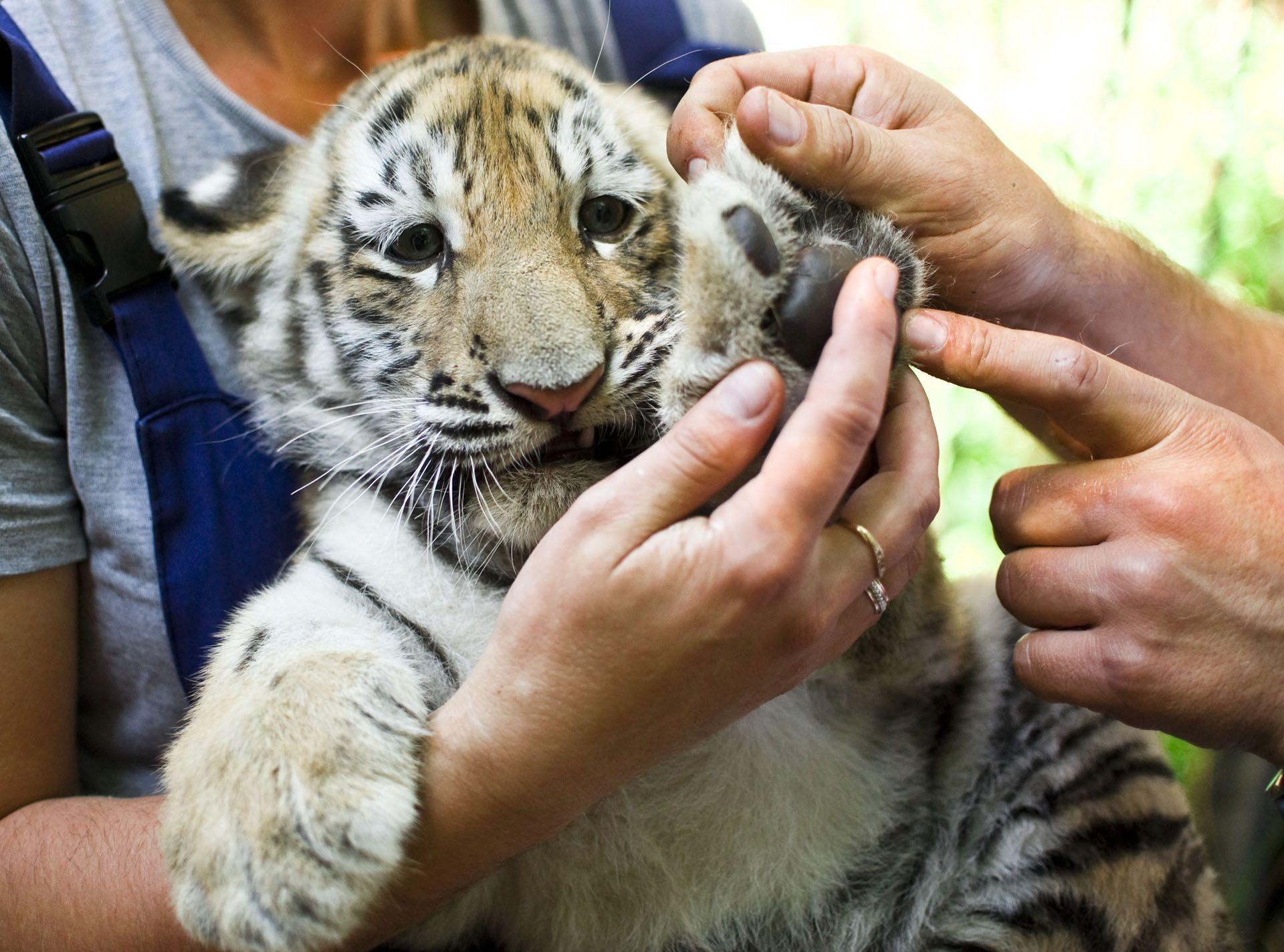 Un soigneur pour animaux sauvages avec un lionceau